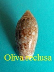 Oliva reclusa, Marrat 1871 venezuela